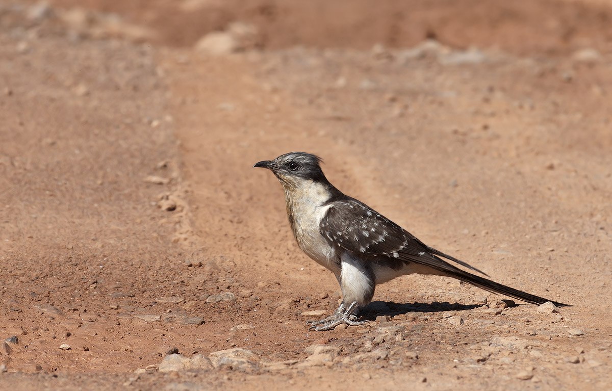 crested cuckoo in hunting