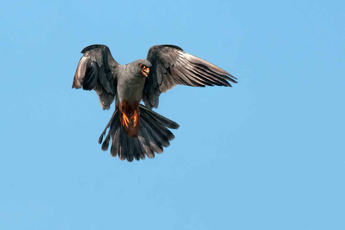 Cuculo M. In spirito santo