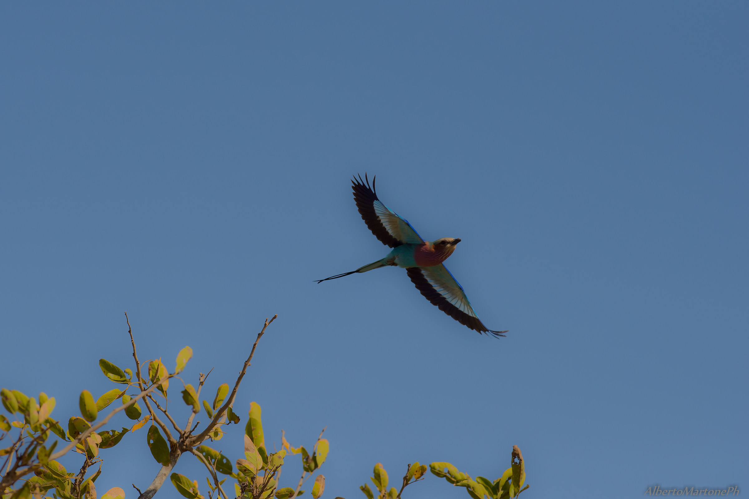 Lilae breasted Roller