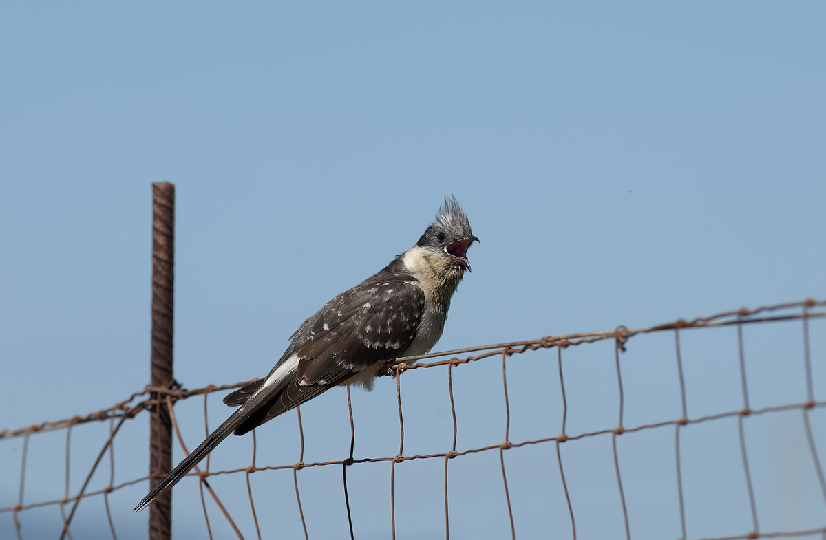 il canto (sgraziato) del cuculo dal ciuffo