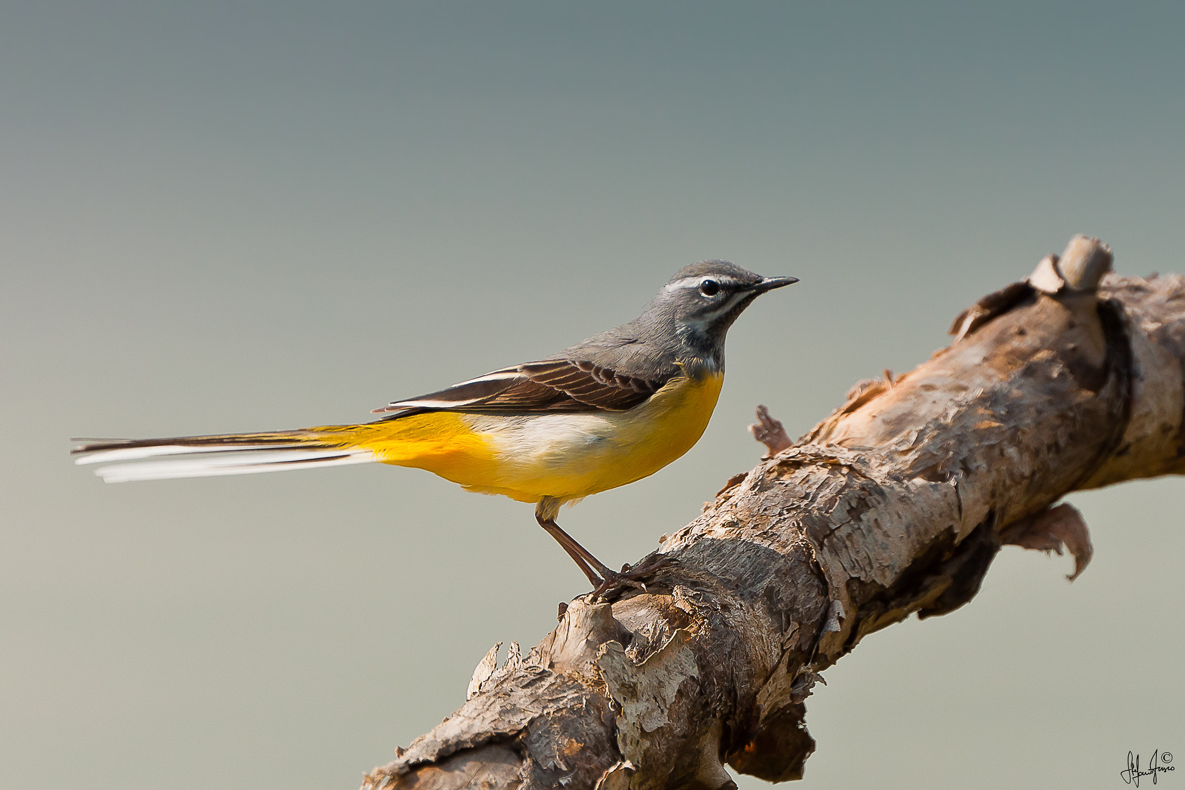 Ballerina gialla-2691