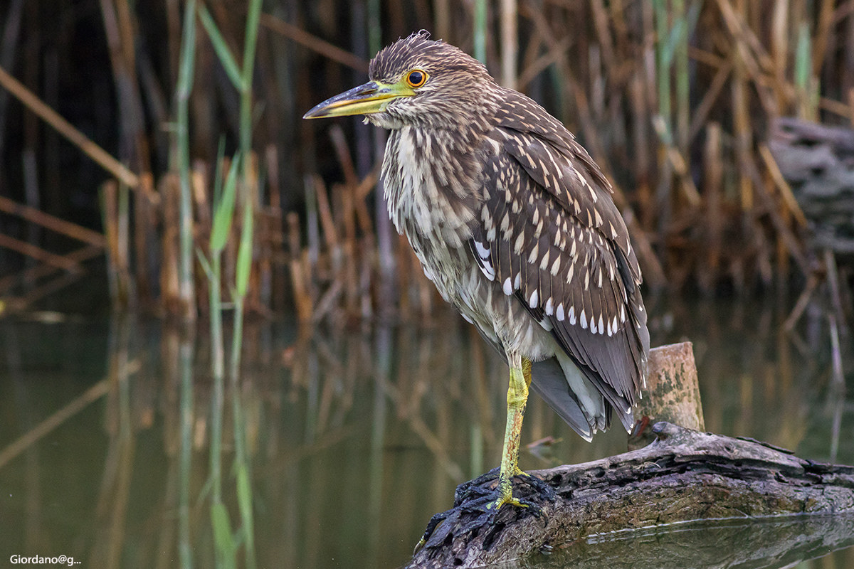 Giovane... Nitticora