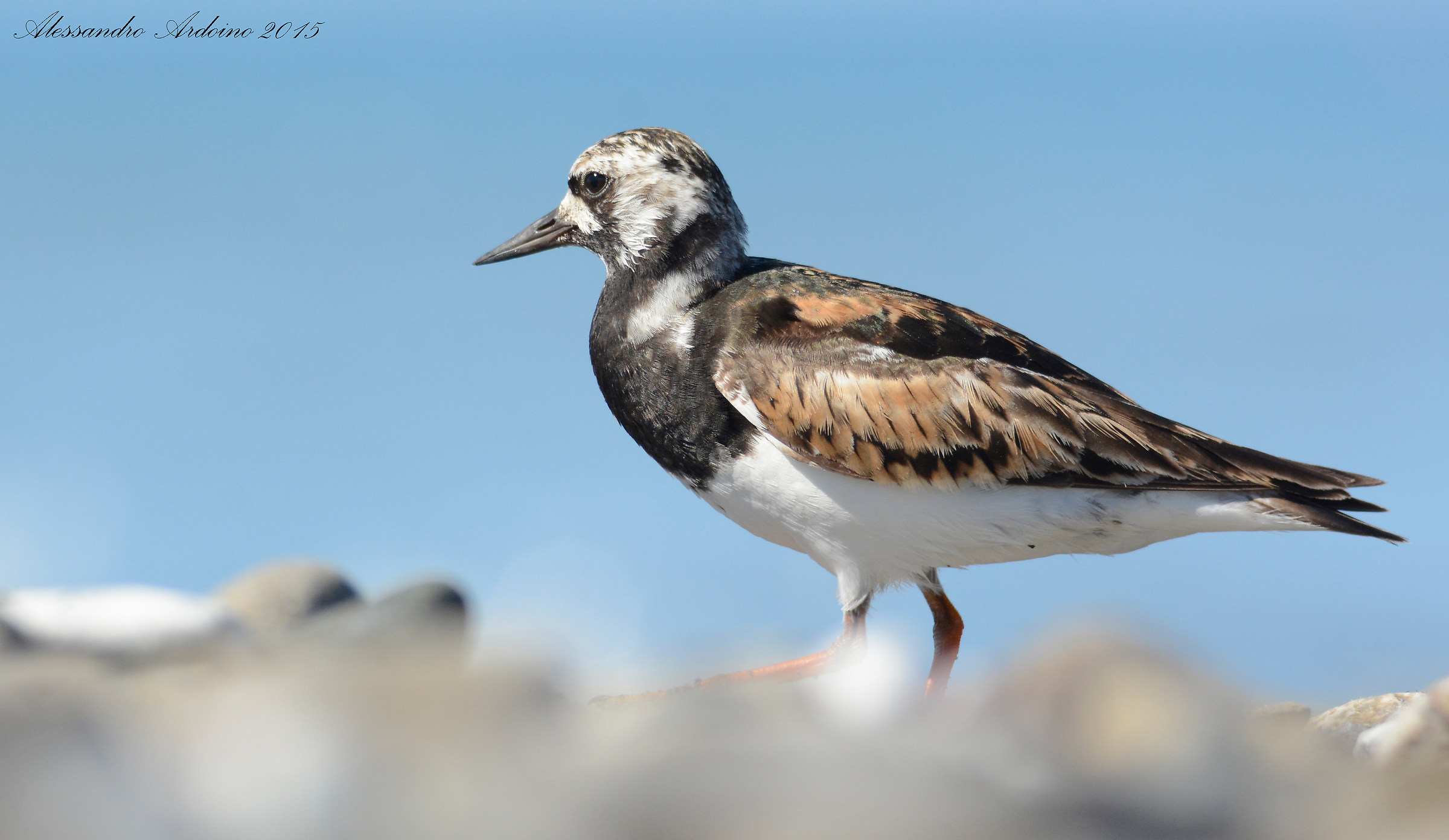 Ruddy Turnstone