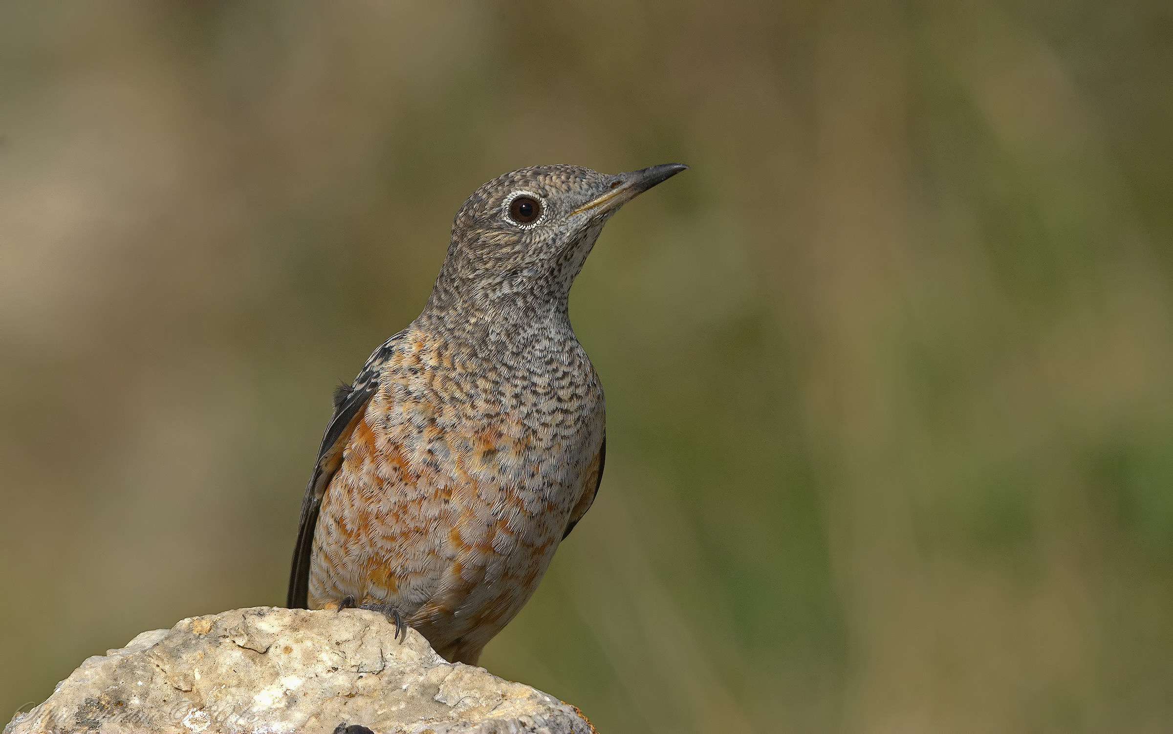 Rock thrush (Monticola saxatilis) adult male in mut