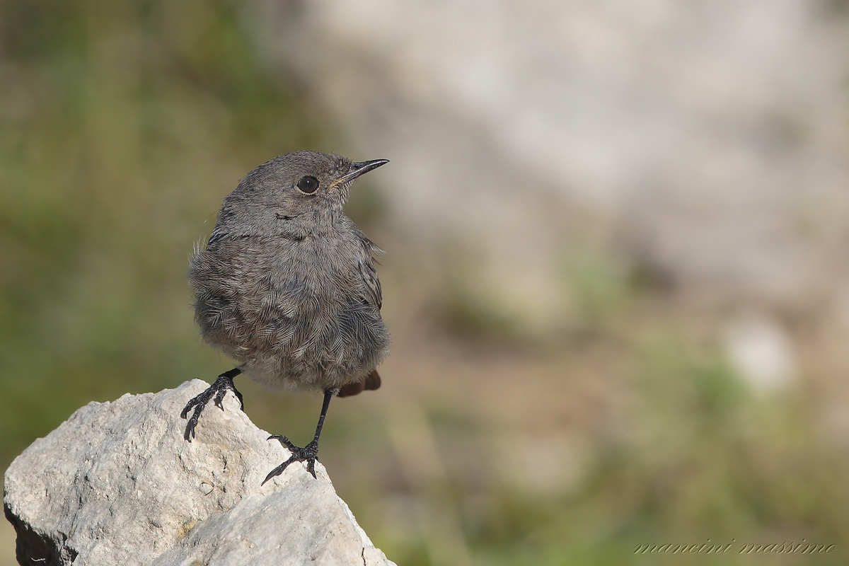 young black redstart