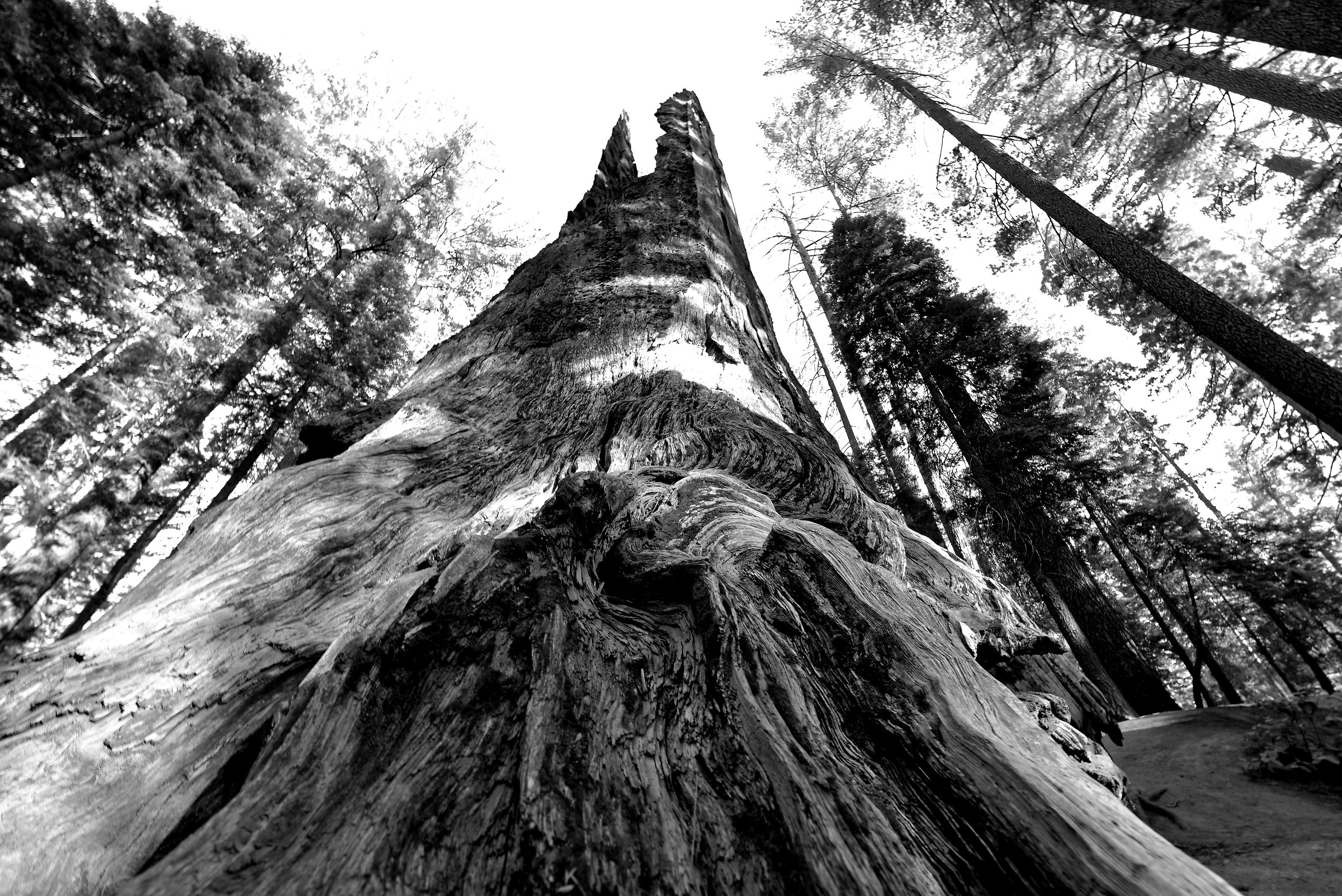 Lo scheletro del gigante