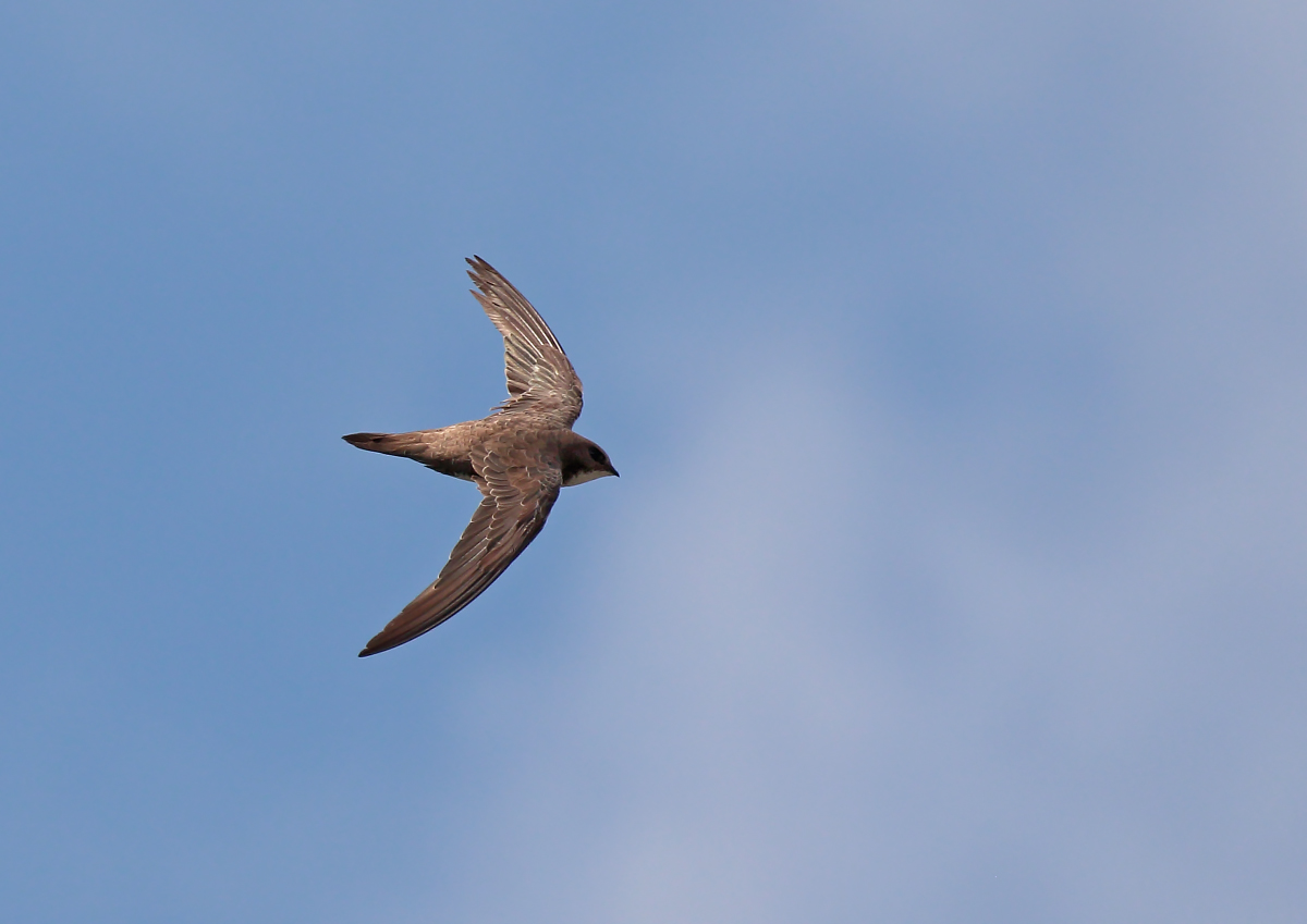 Alpine Swift