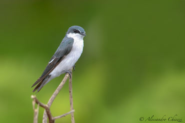 Tachycineta albilinea