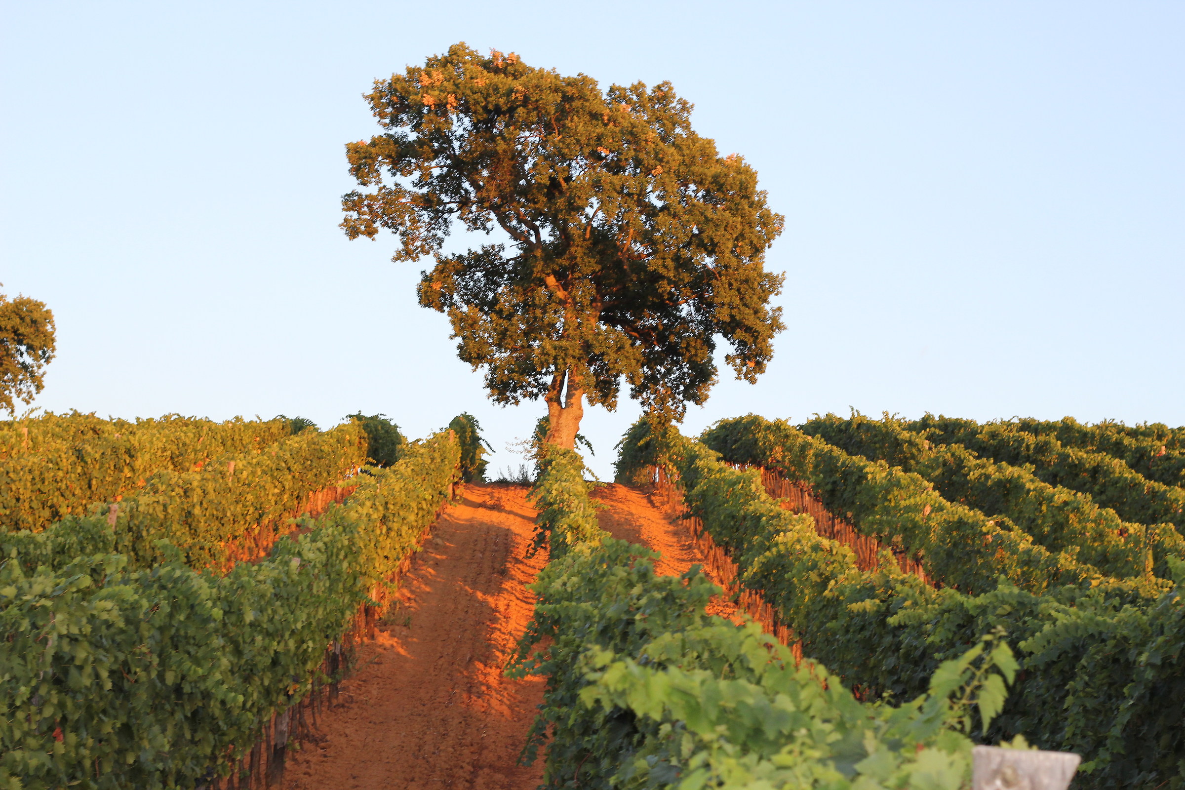 Vineyard in Maremma
