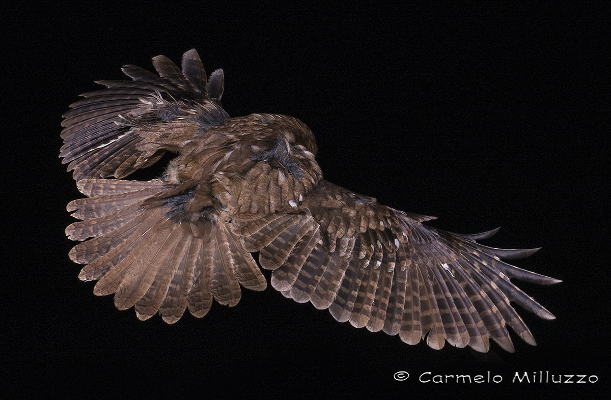 Flight phase of Tawny Tawny Owl _ _