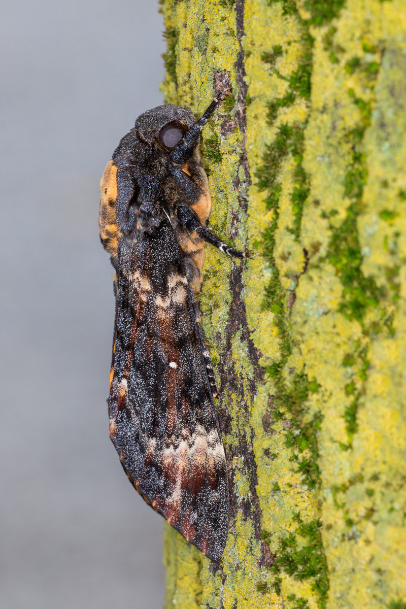 Sphinx head dead ...