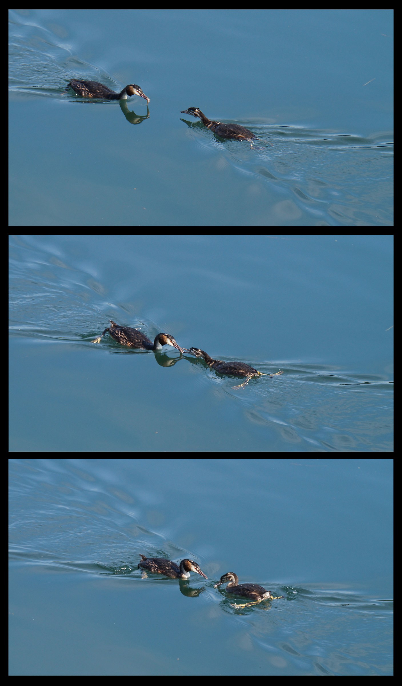Grebe carrying a fish to chick