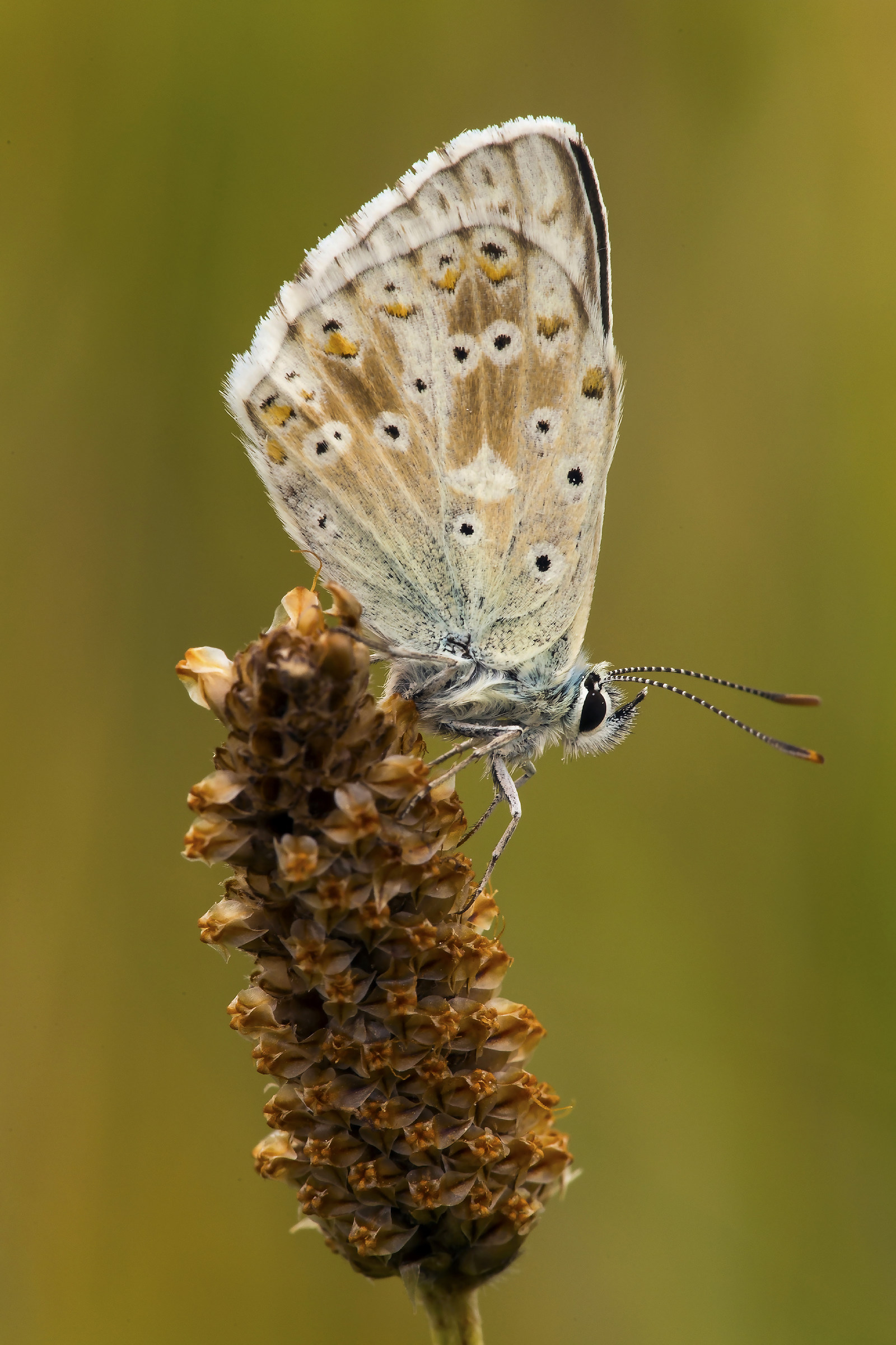Polyommatus icarus
