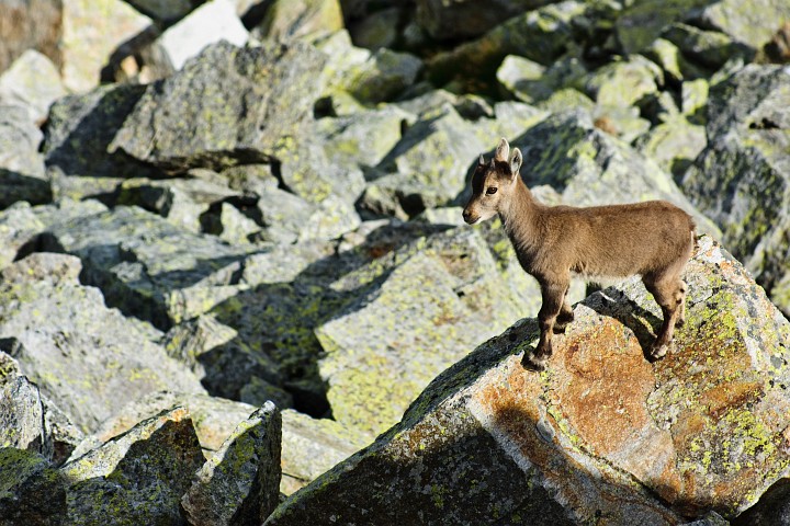Cucciolo di stambecco