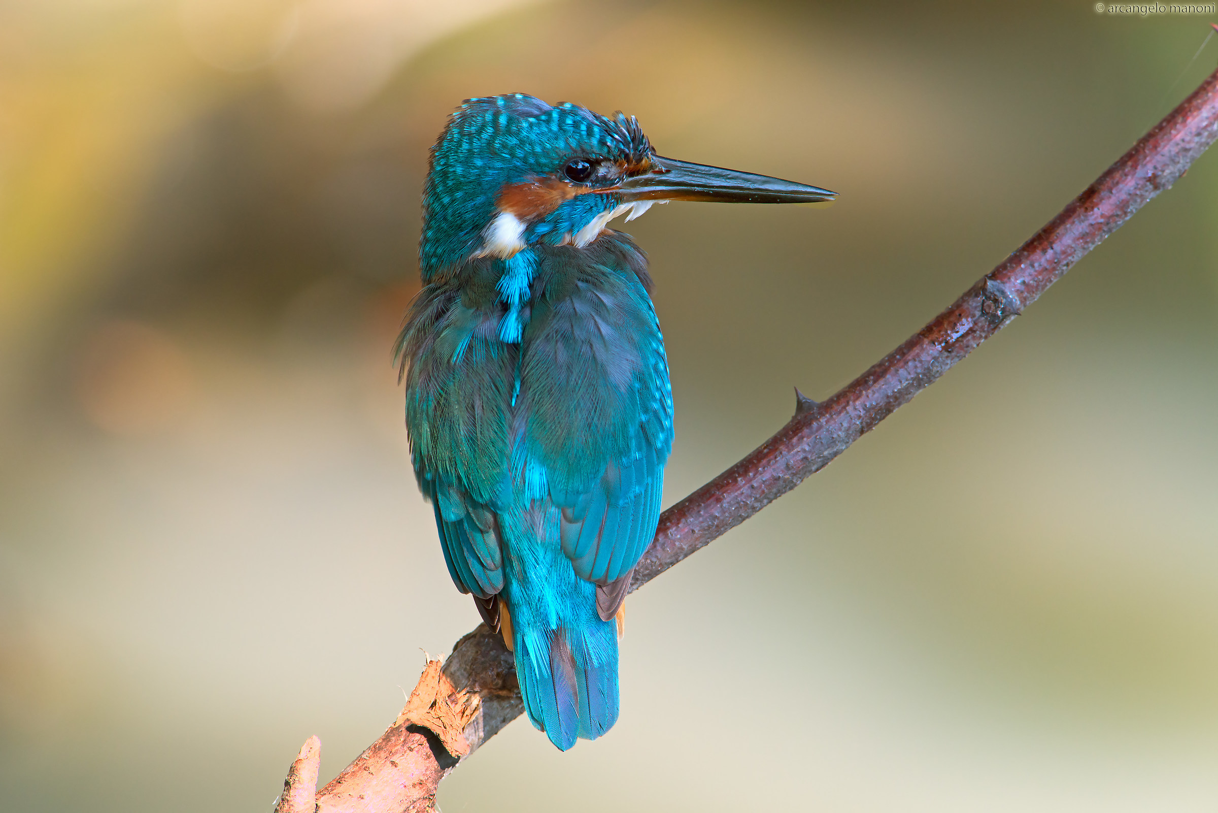 Quel colorato oggetto del desiderio