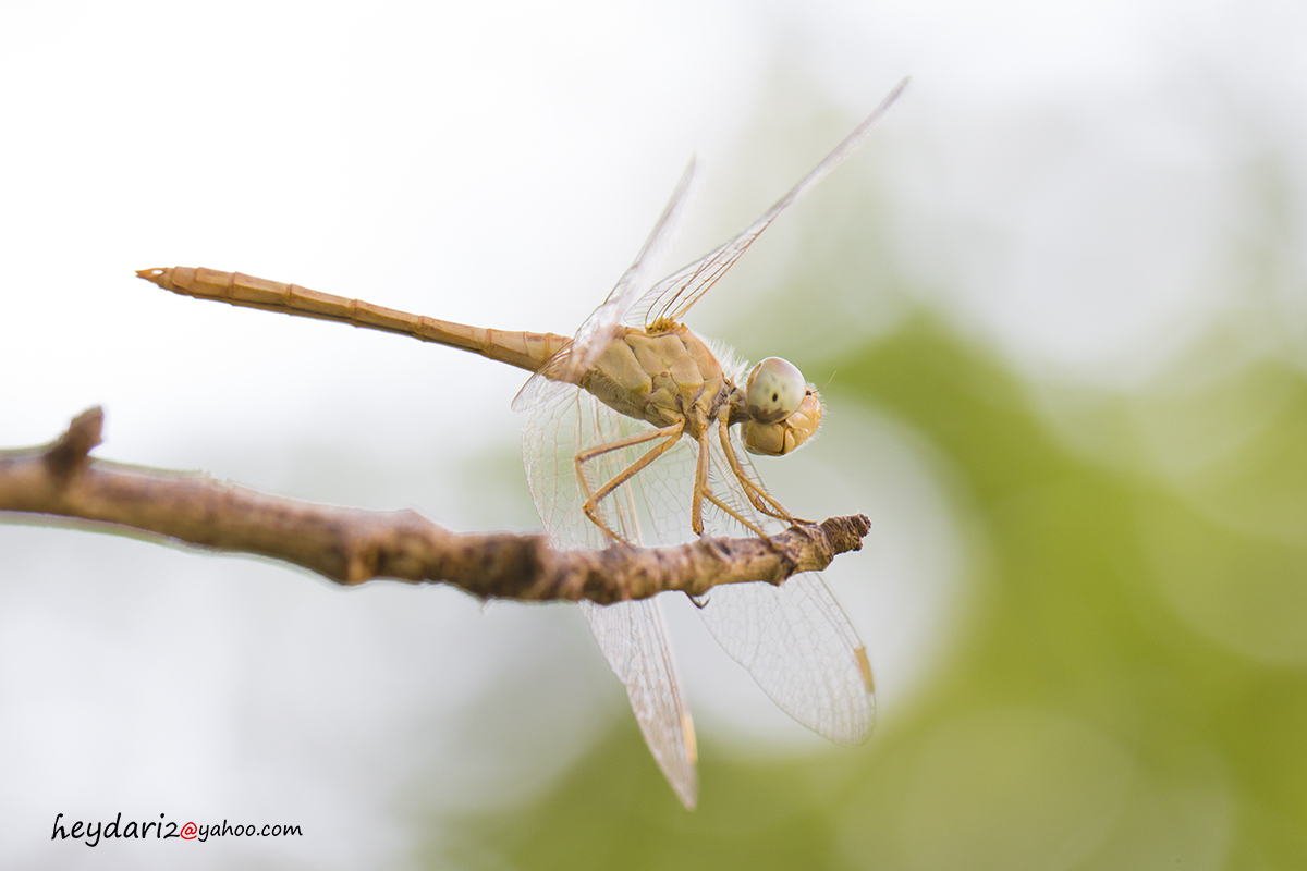 Dragonfly