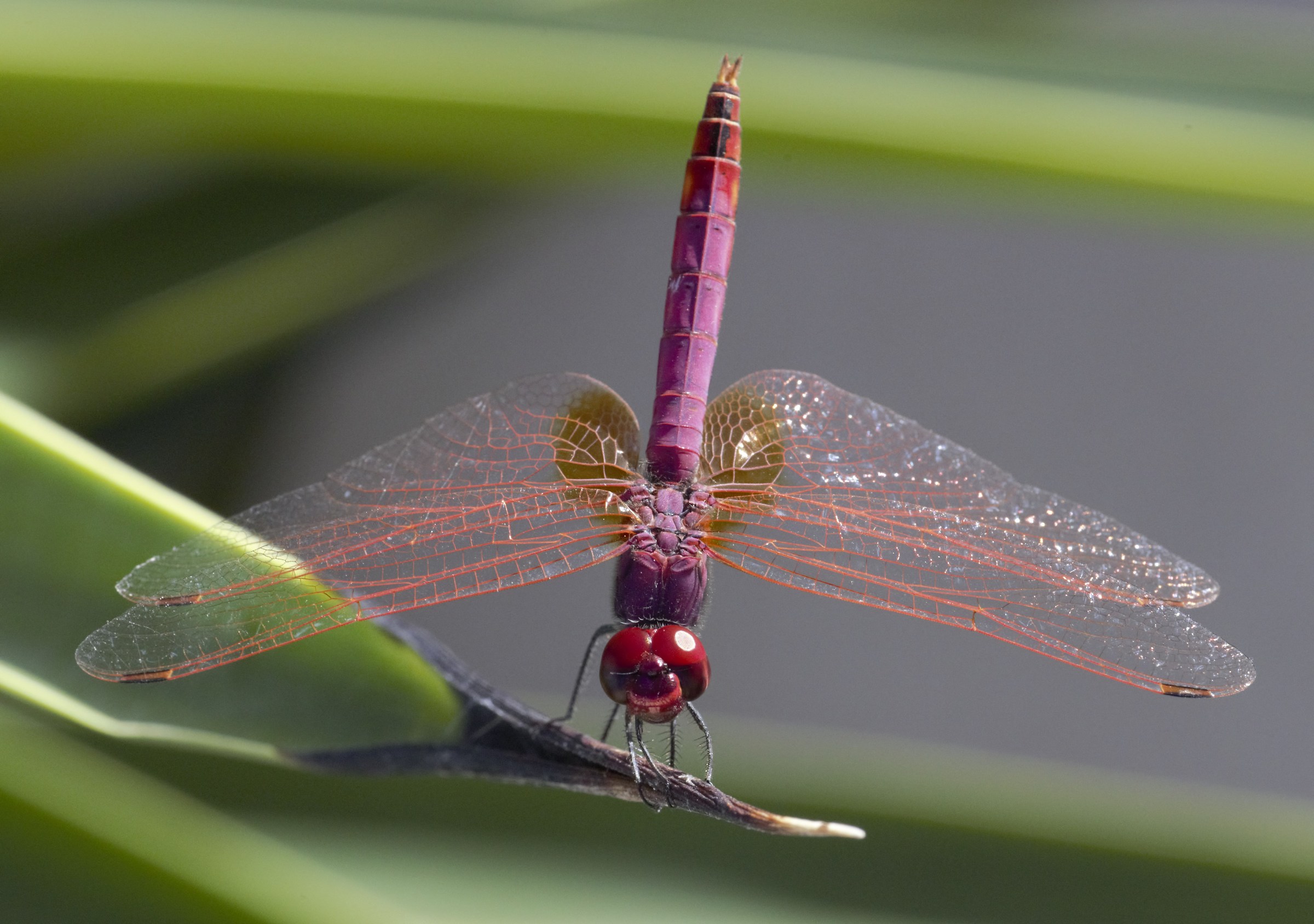 Dragonfly
