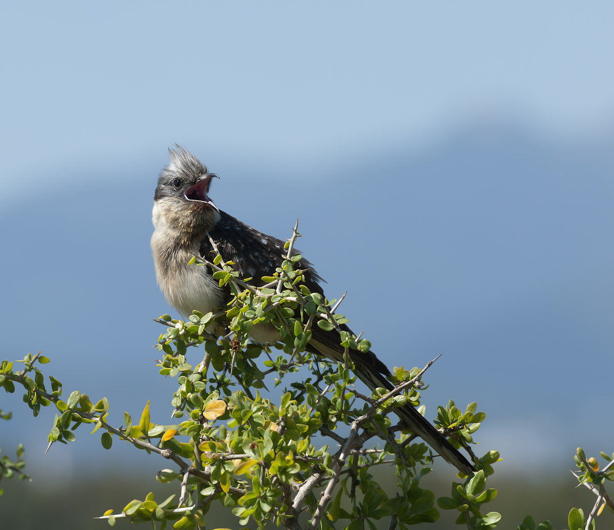 the song of the cuckoo-awkward-crested