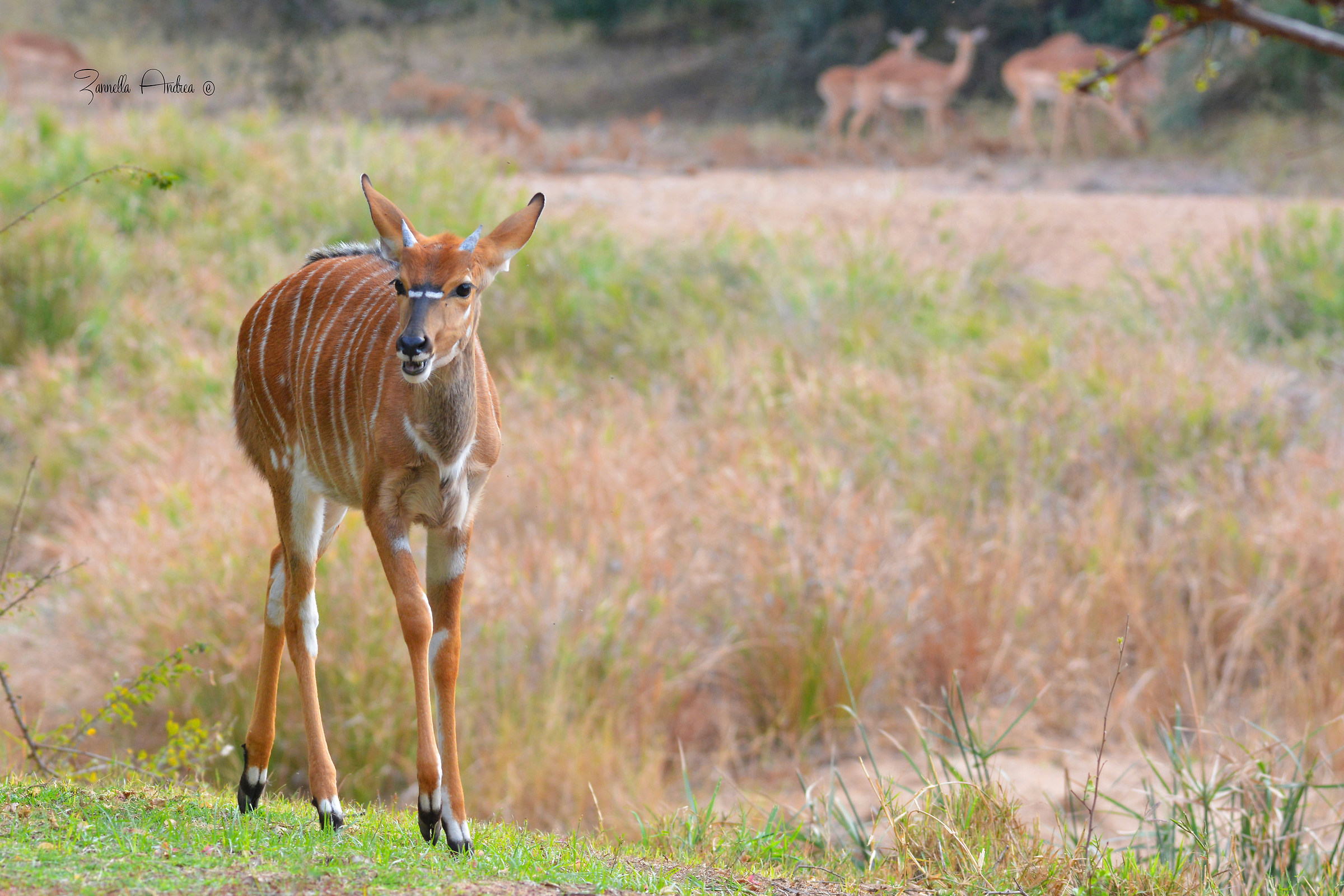 Nyala