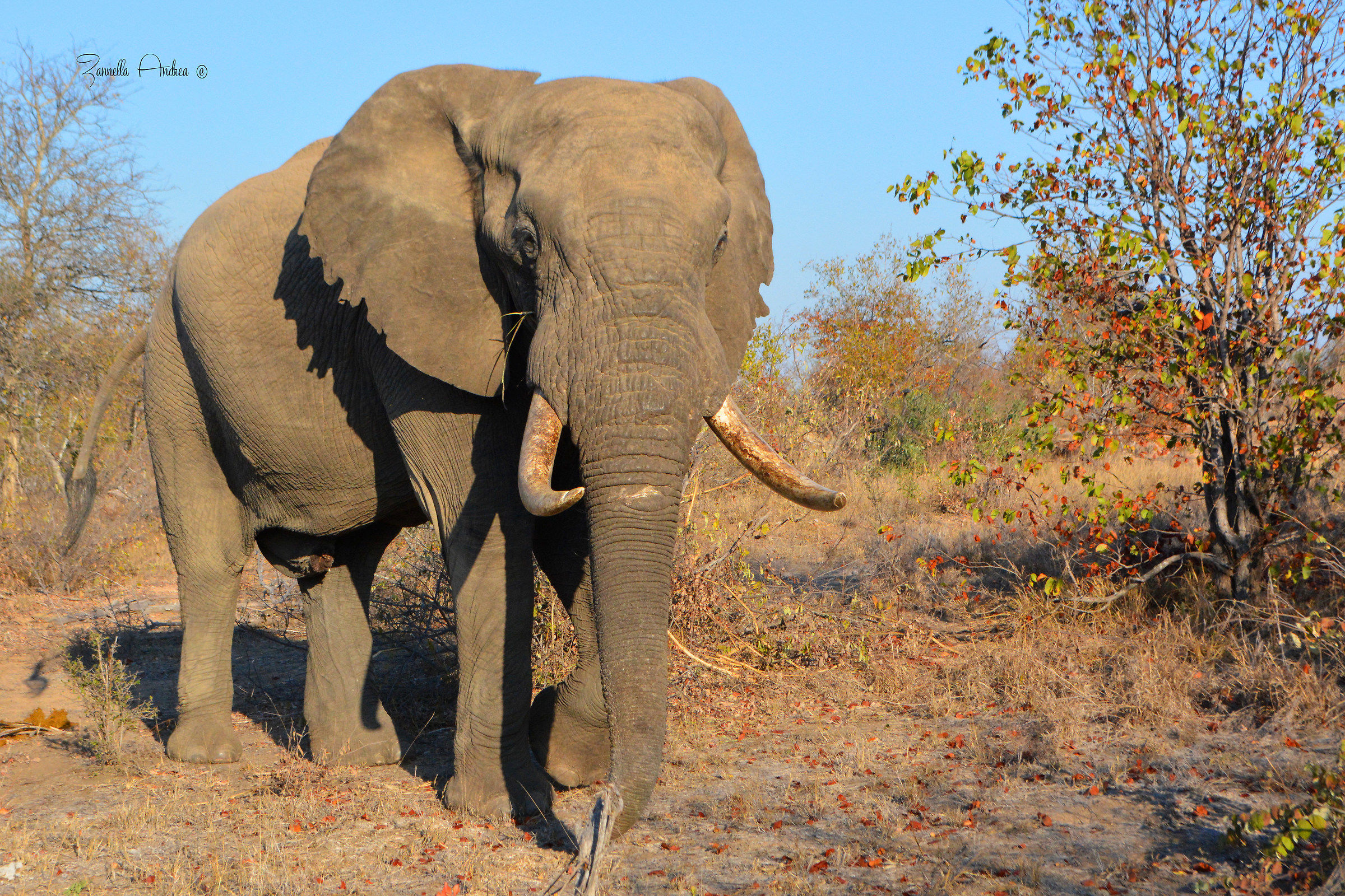 Incontro ravvicinato