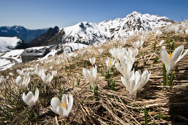 Crocus al passo S.Marco (bg)
