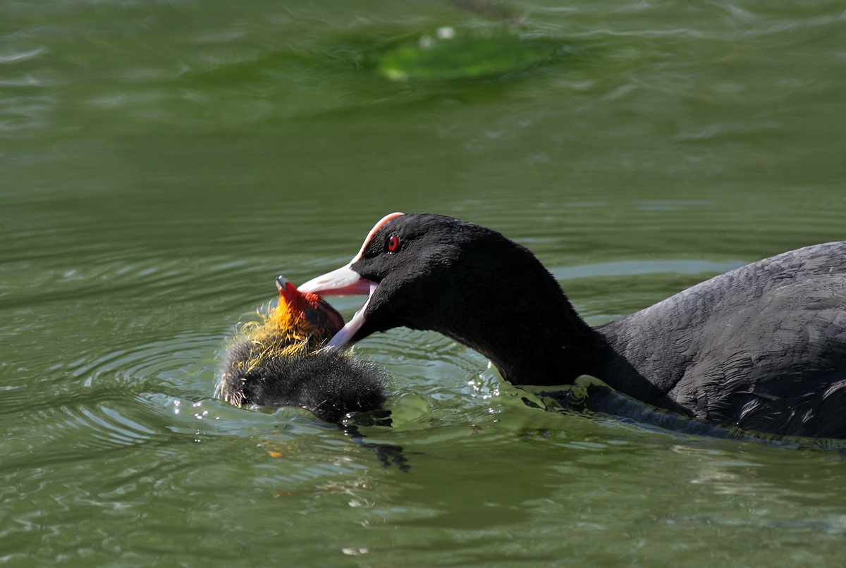 Non fate arrabbiare mamma folaga