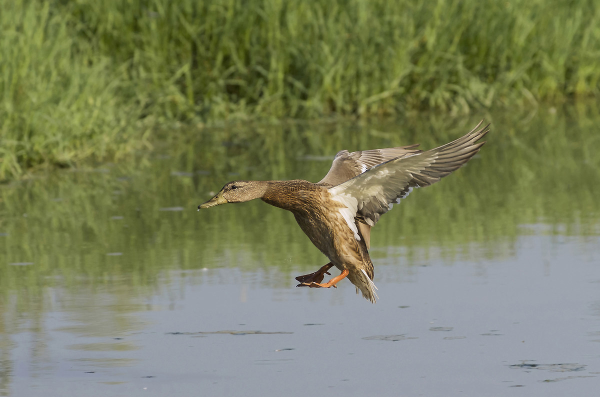 Mallard (female)