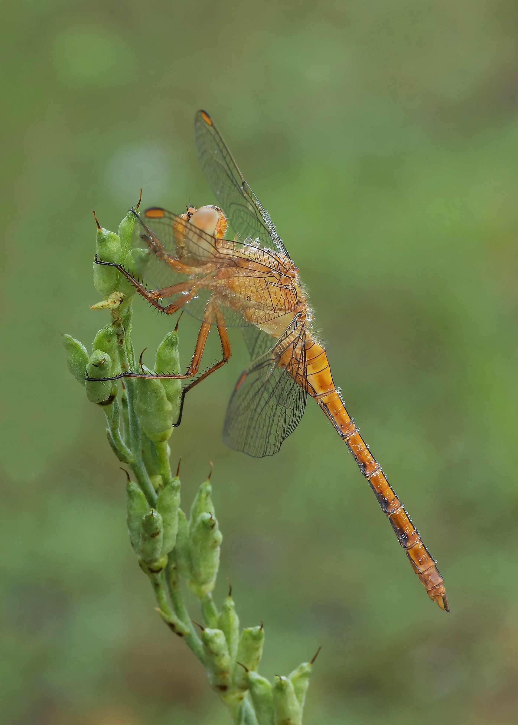 Orthetrum-coerulescens