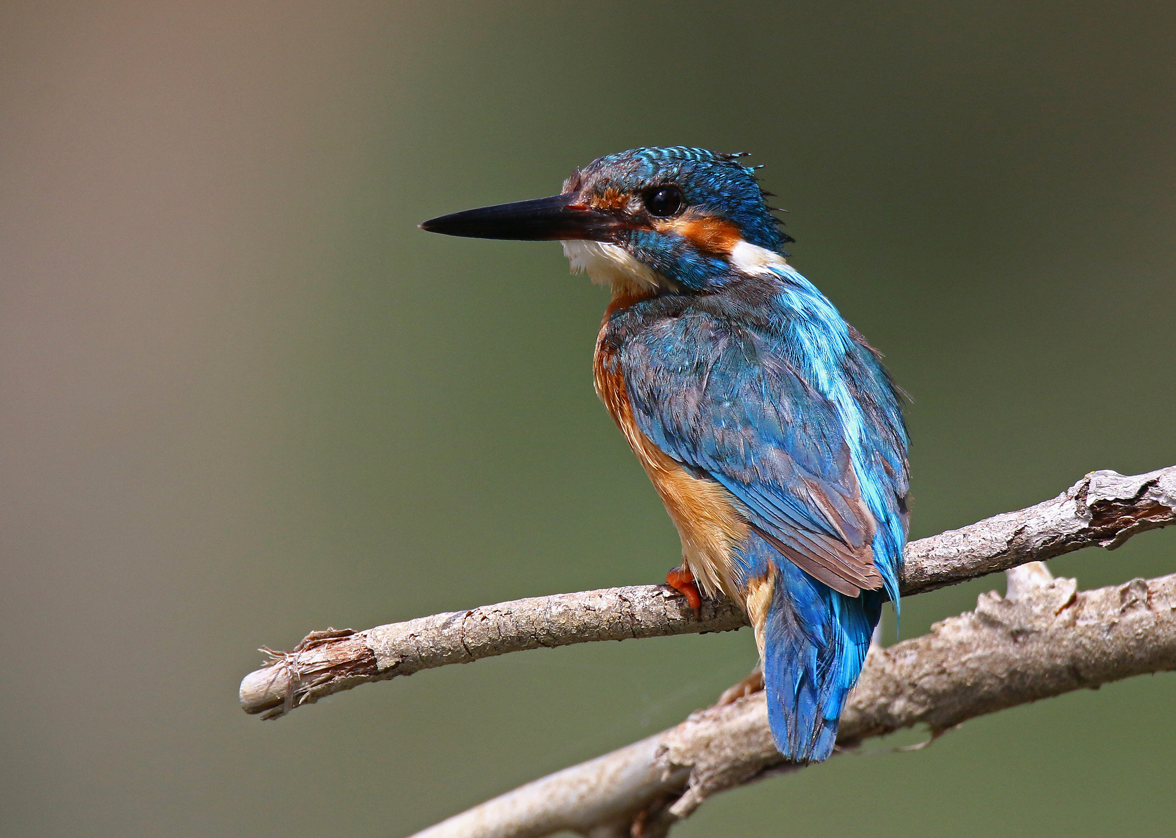 The Florentine Martino