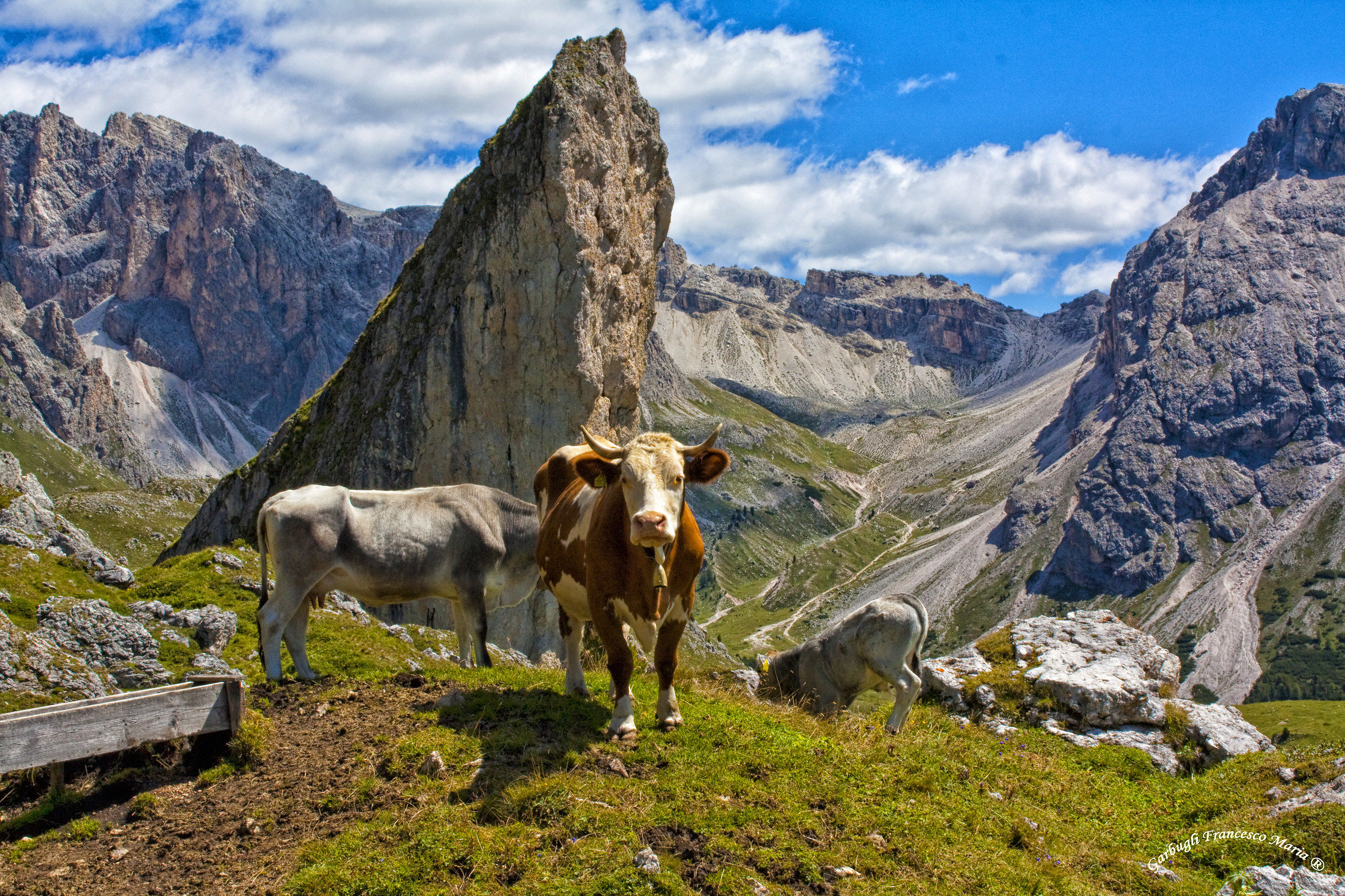 Pasture Petra Longia