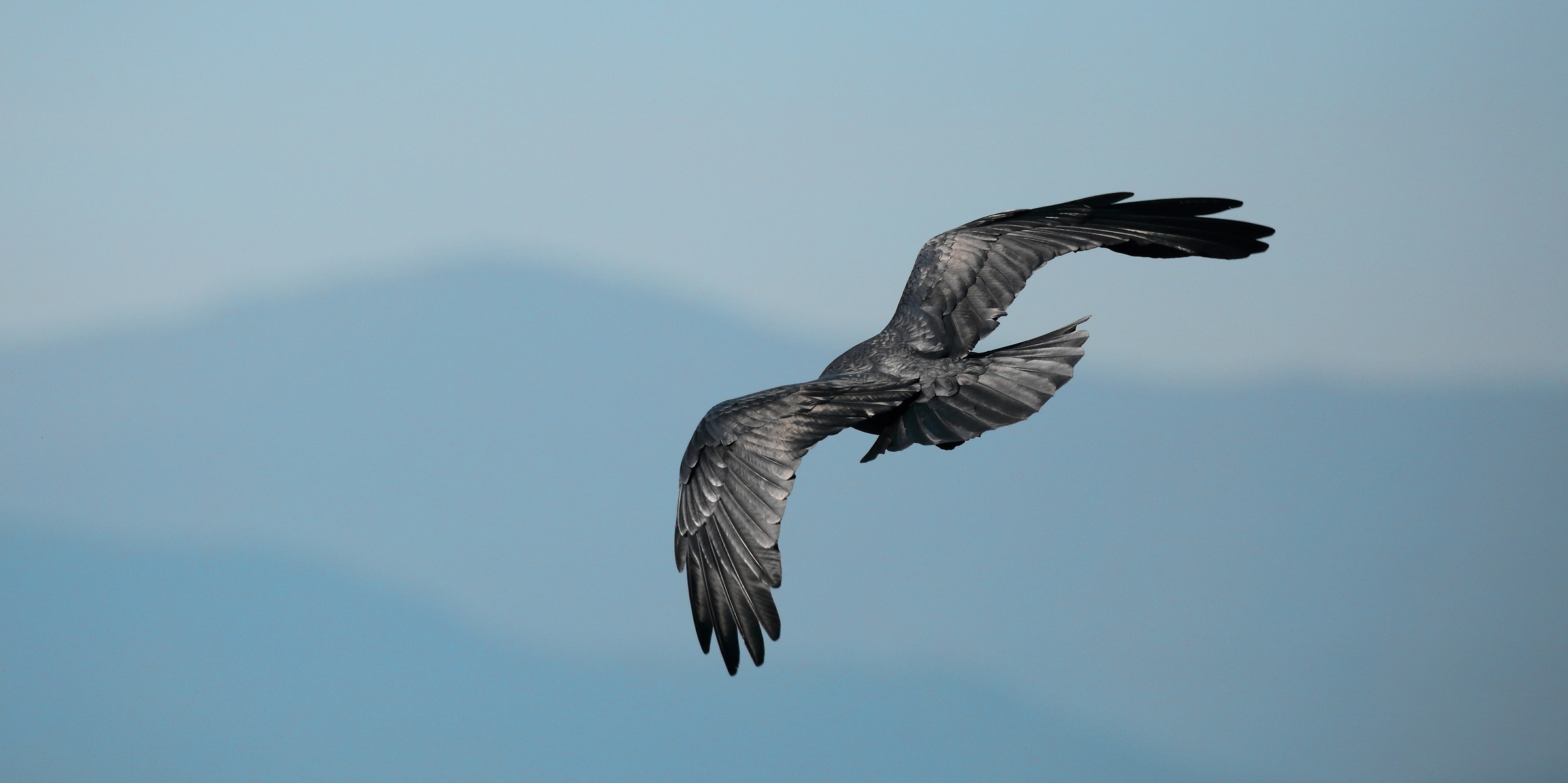 the plumage of the raven