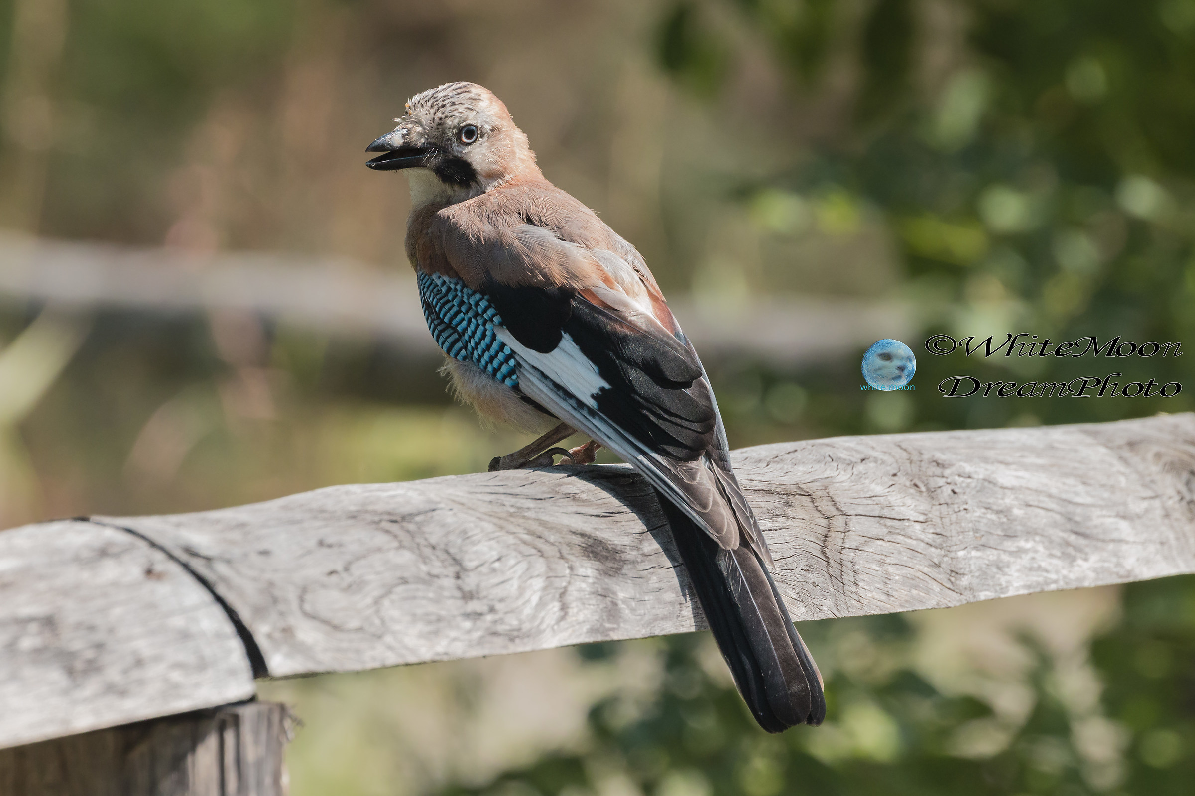 Un po' ghiandaia..un po' narciso....