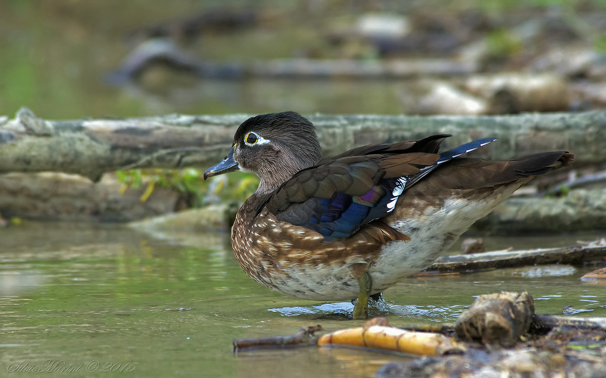 Anatra sposa (Aix sponsa)femmina