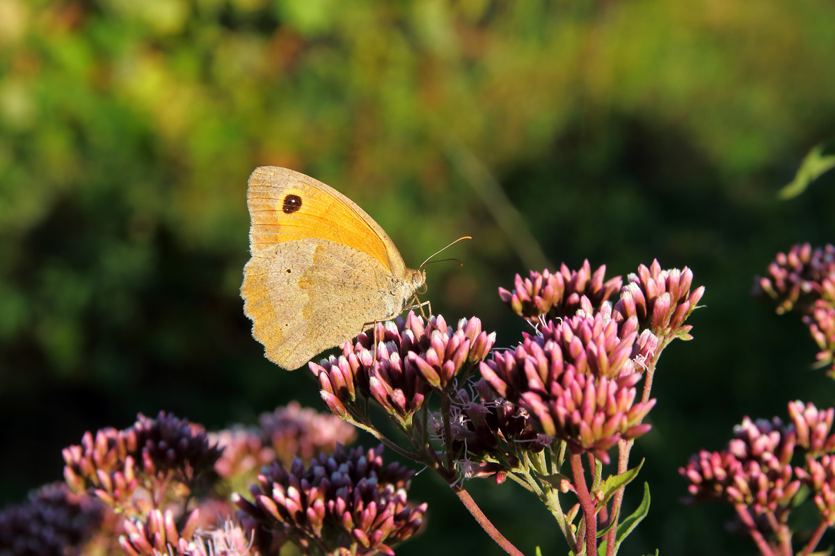 Coenonympha pamphilus