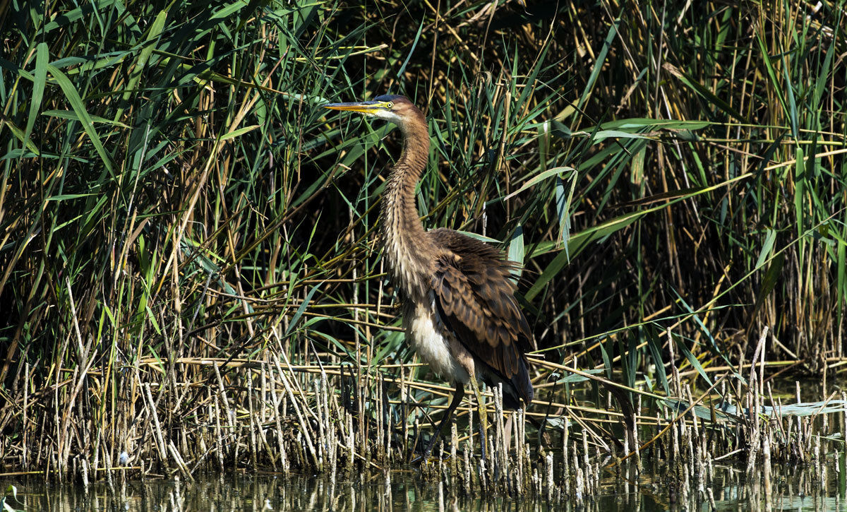 Purple Heron