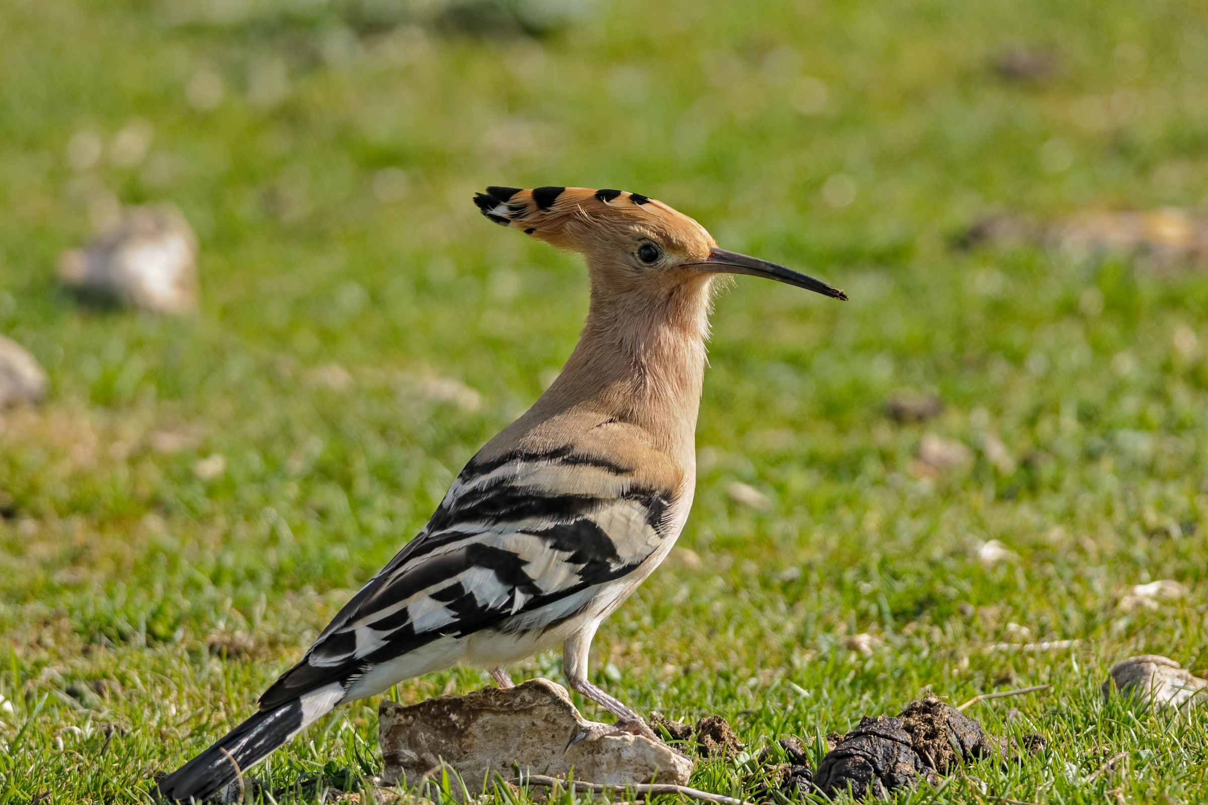hoopoe (Upupa epops)