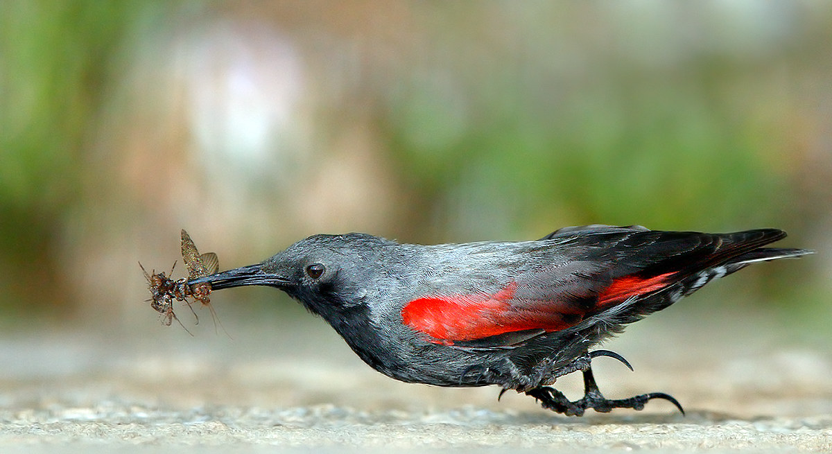 Woodpecker male way.
