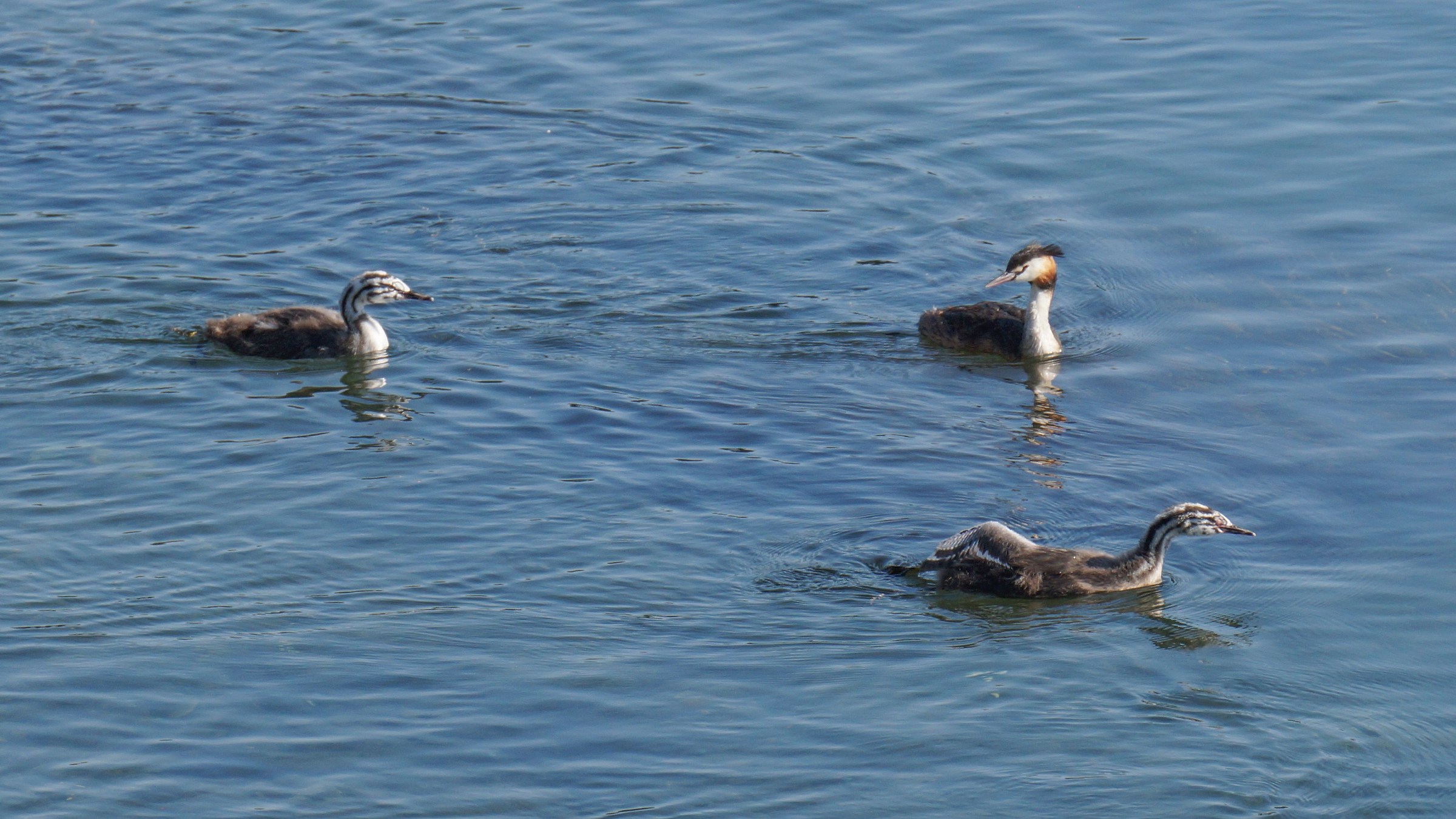 Grebe with two chicks