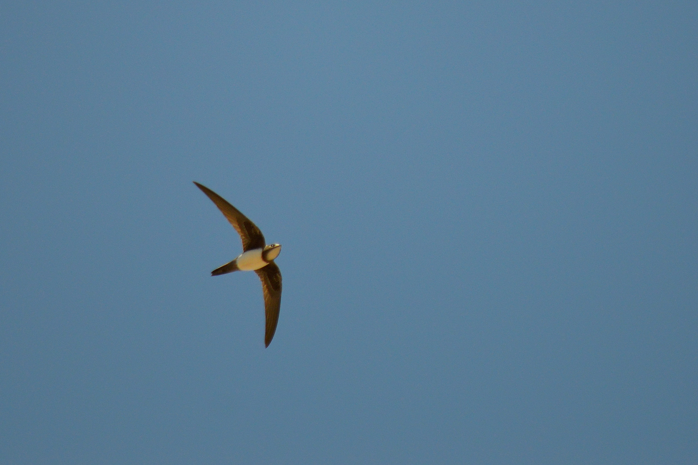 Alpine Swift - Tachymarptis melba