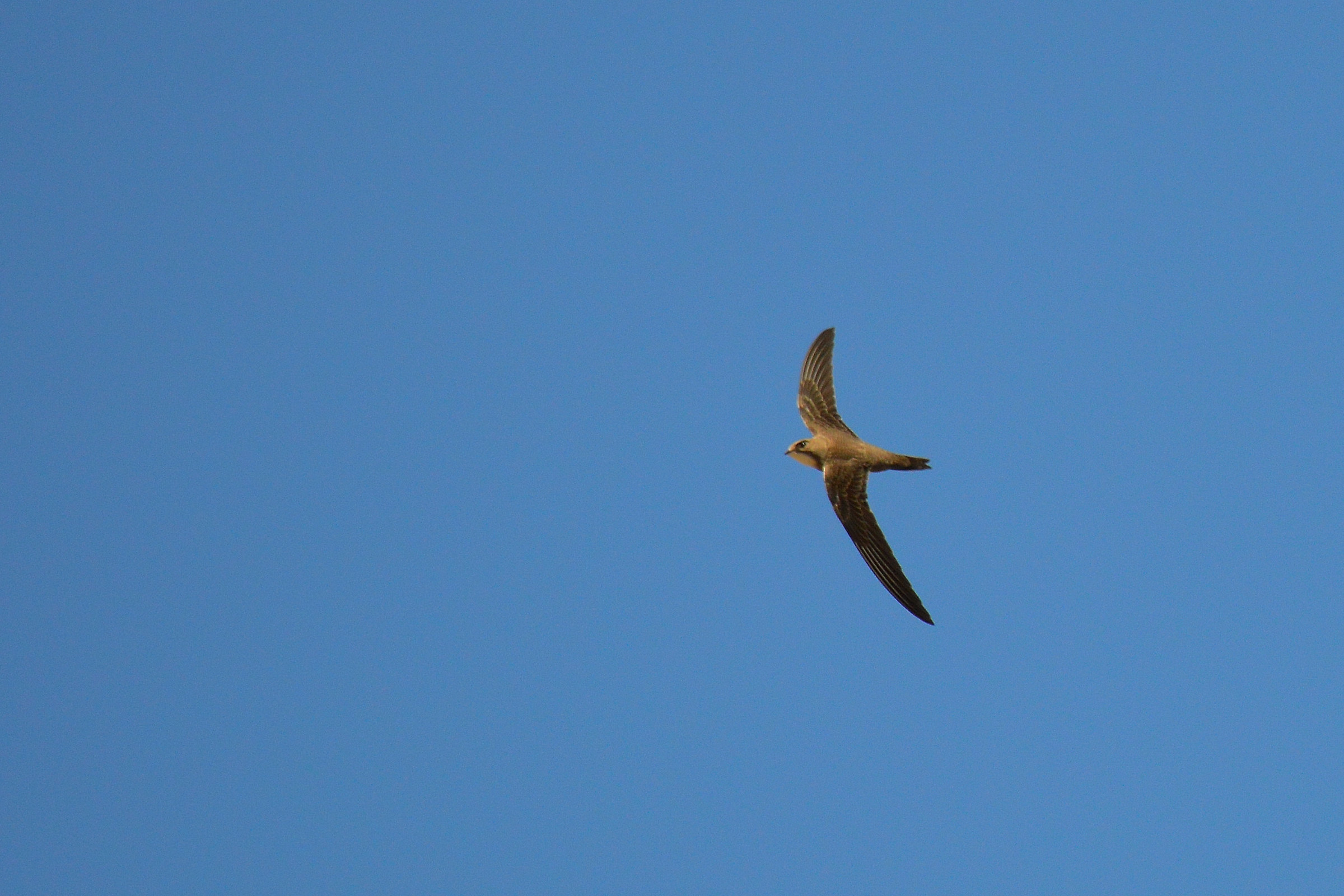 Alpine Swift - Tachymarptis melba