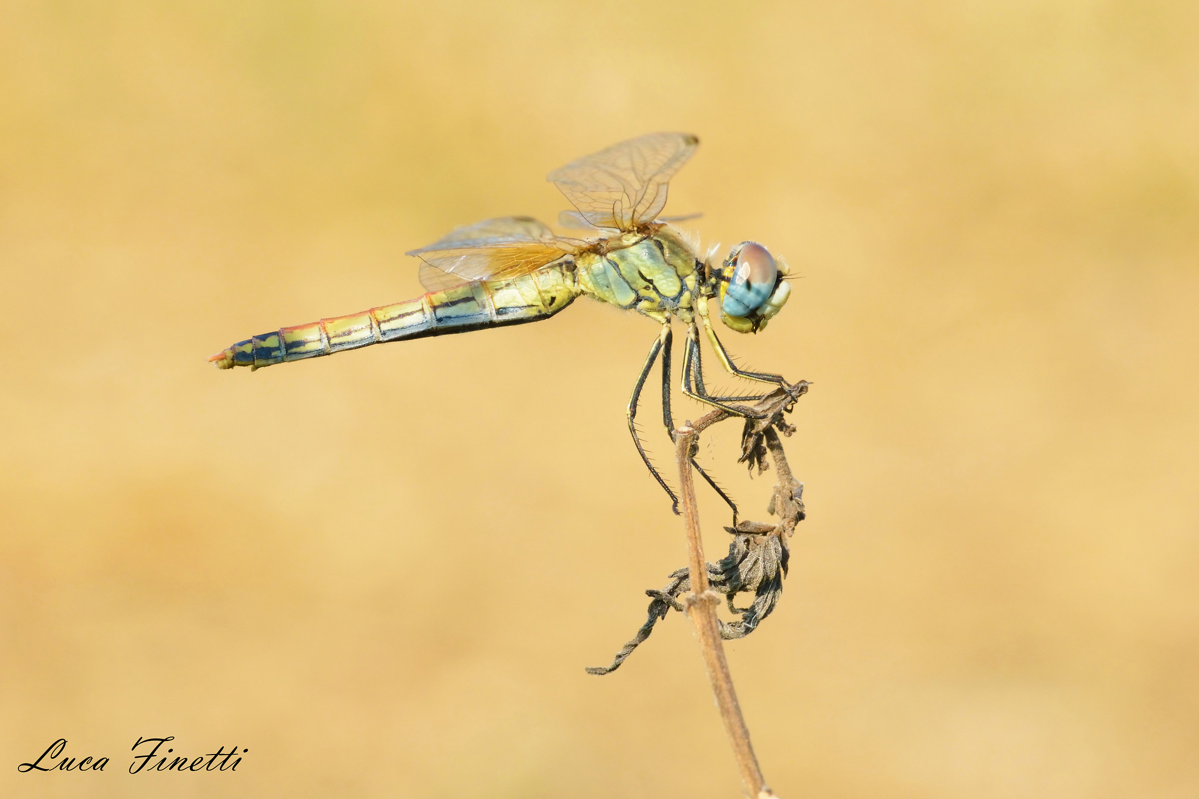 Sympetrum sp.