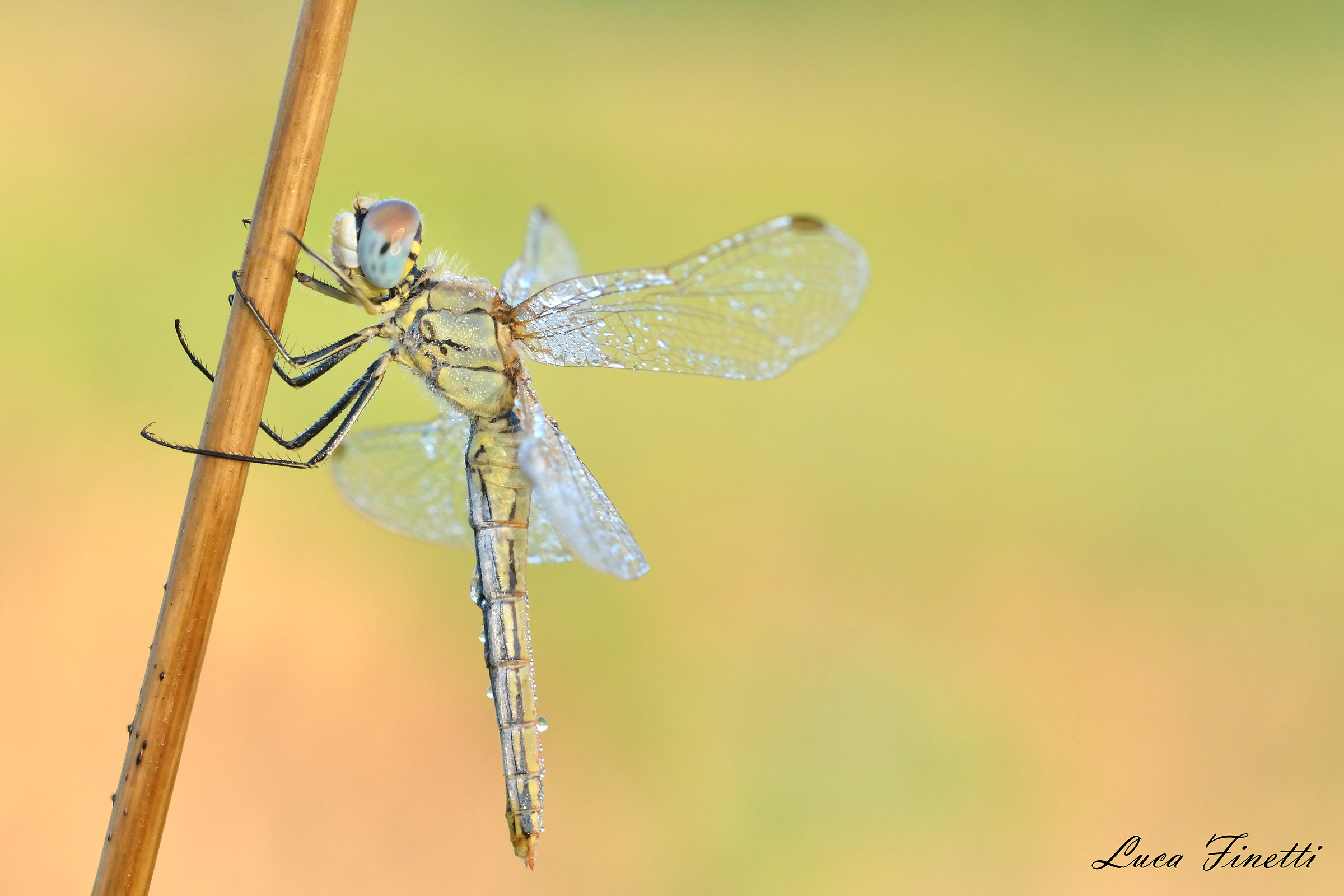 Sympetrum sp.