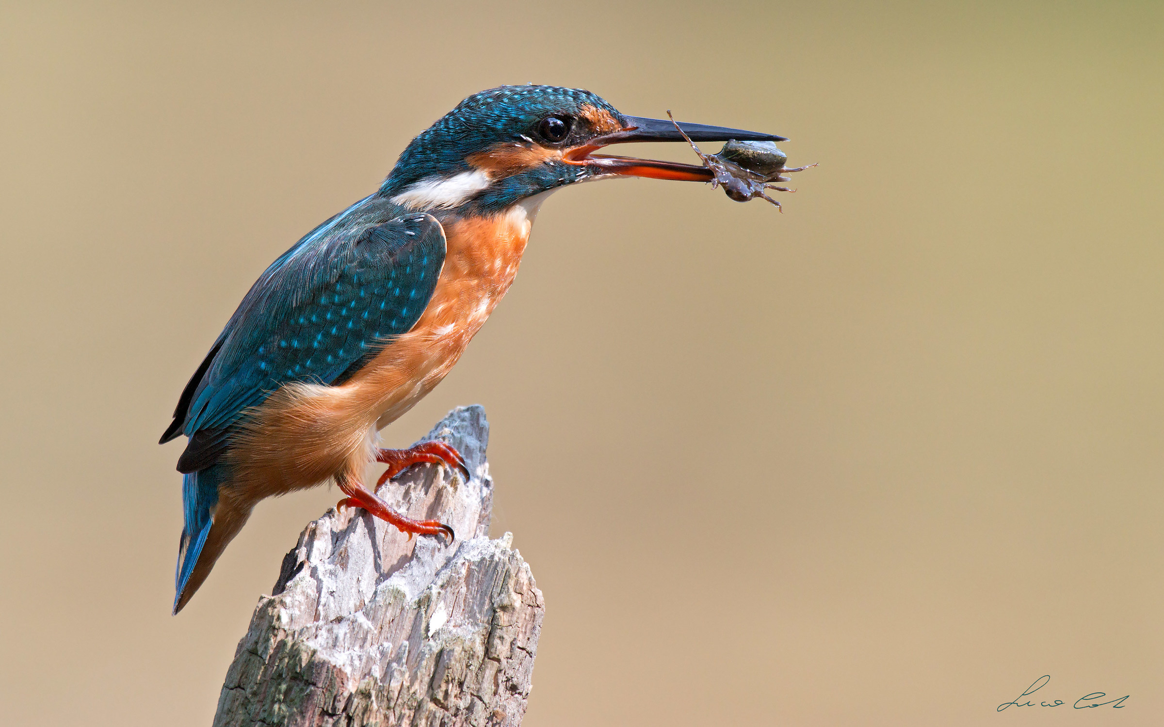 Una pietra di troppo