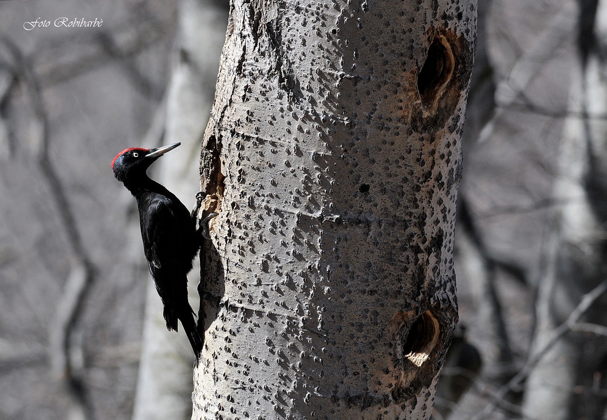 Picchio nero....