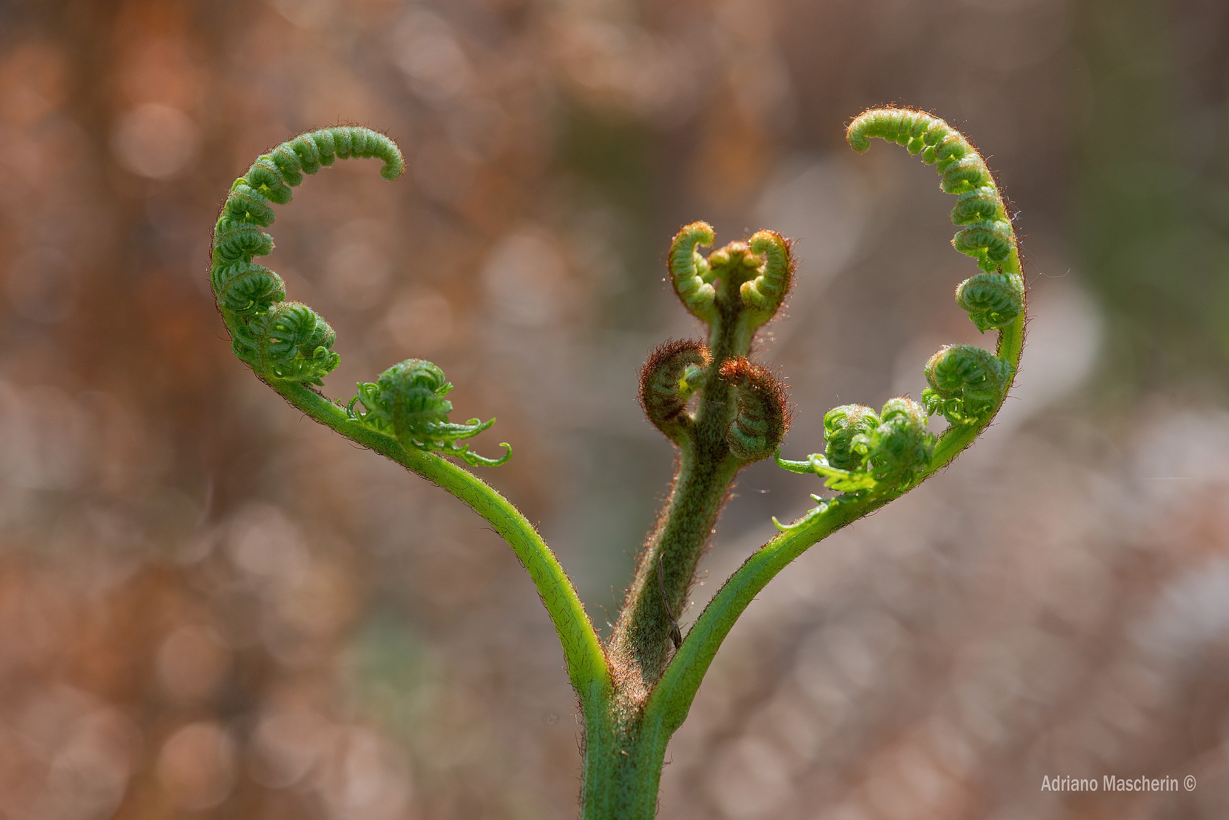Un cuore...di germoglio