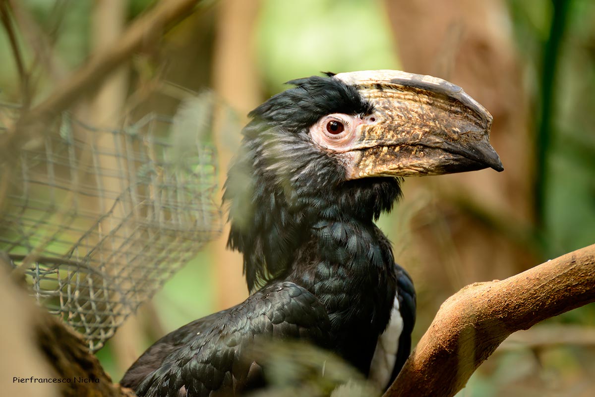 Cheeked hornbill d 'silver