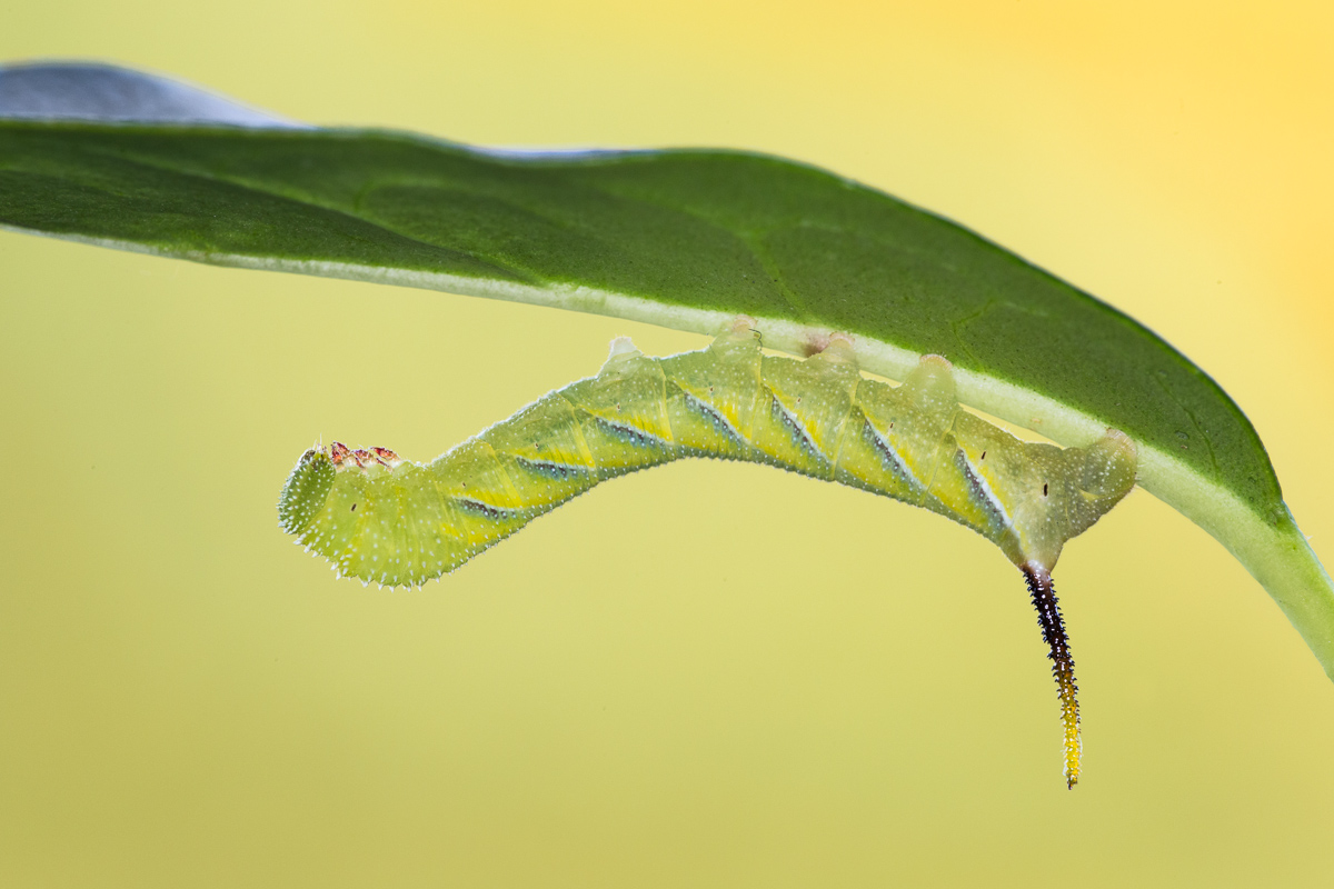Sfinge testa di morto