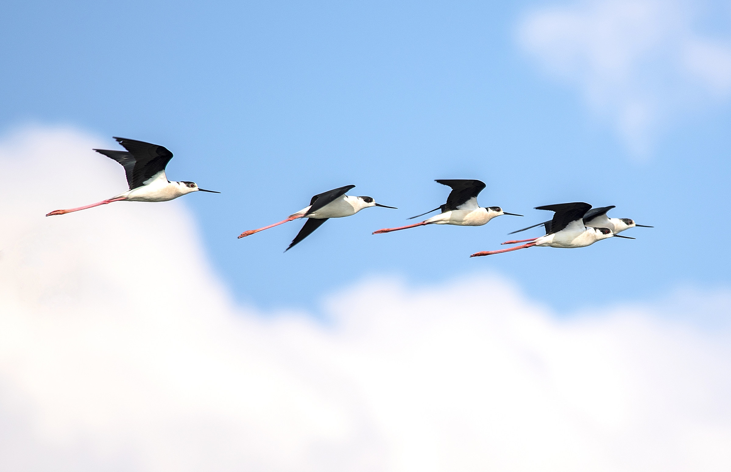 I Cavallieri D'italia