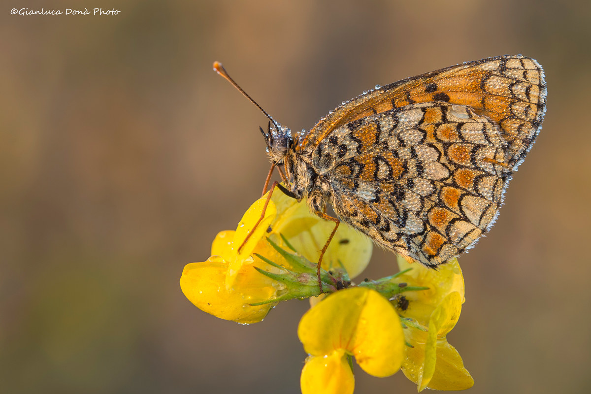 Melitaea phobe Goeze, 1779