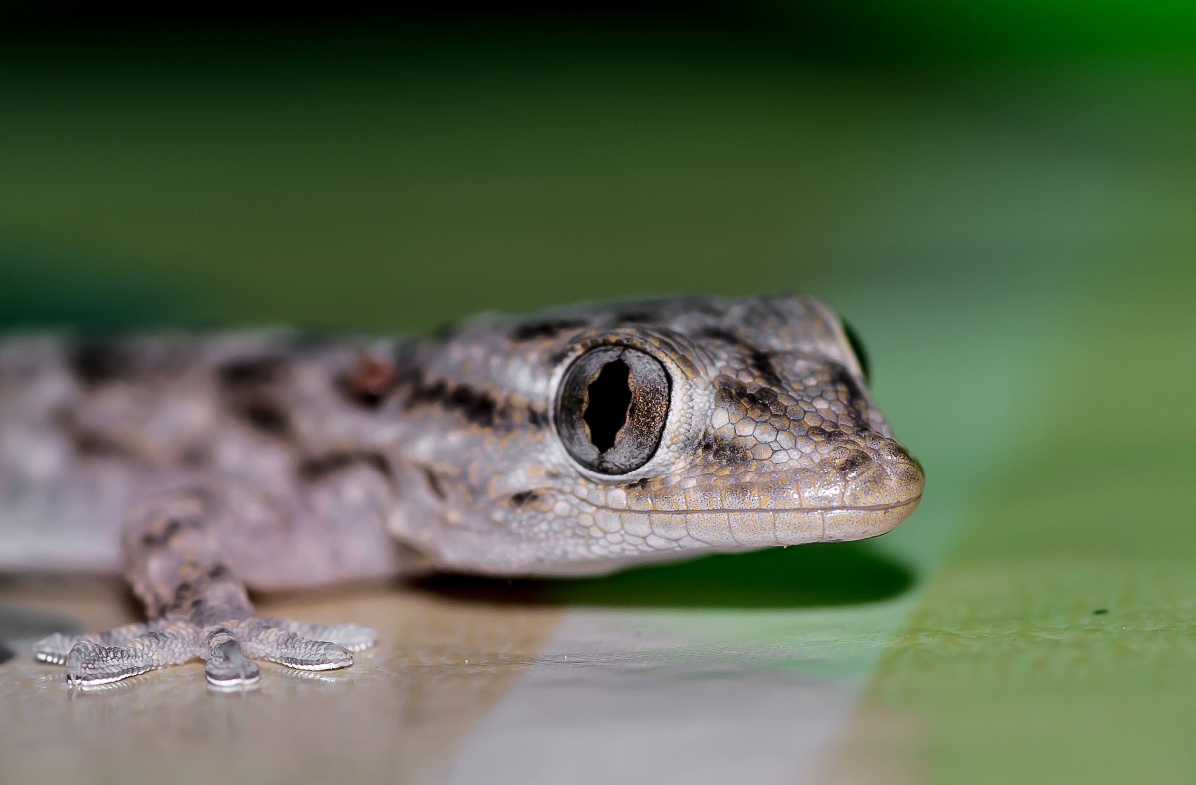 la simpatia del geco